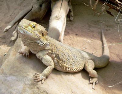 bearded dragon